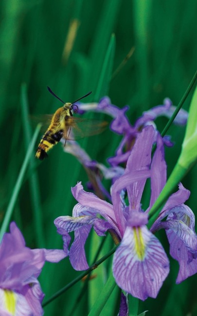 Petite Wild Blue Iris Journal