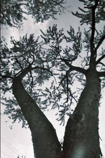 Alpine Poems: a Collection of Hudson Valley Poetry: A Collection of Hudson Valley Poetry