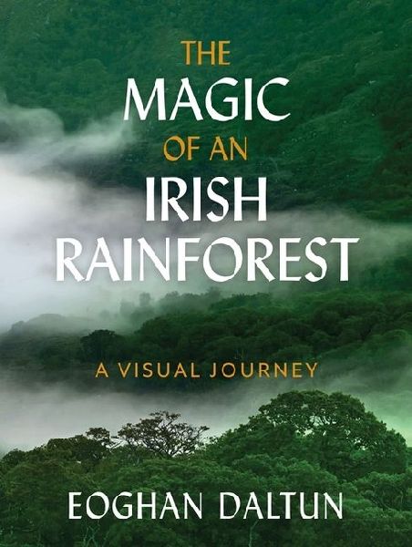 The Magic of an Irish Rainforest: A Visual Journey