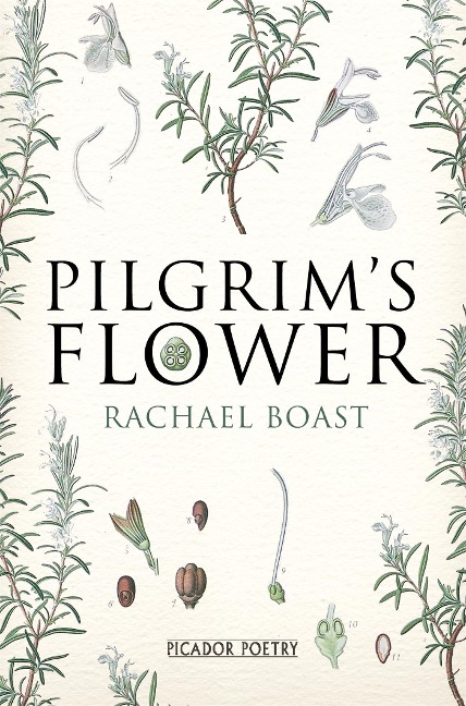 Pilgrims Flower