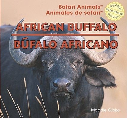 African Buffalo / Búfalo Africano