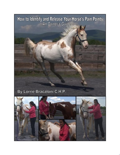 How to Identify and Release Your Horse's Pain Points An Owner's Guide