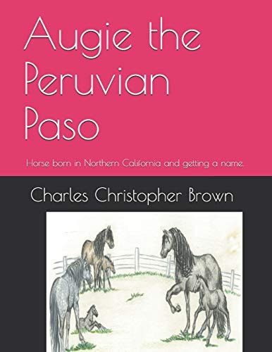 Augie the Peruvian Paso Horse Born in Northern California and Getting a Name.