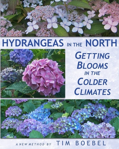 Hydrangeas in the North Getting Blooms in the Colder Climates