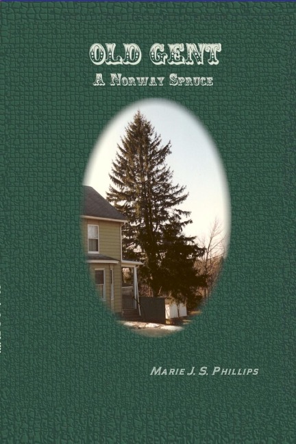 OLD GENT: A Norway Spruce