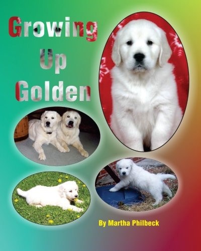 Growing Up Golden Raising Golden Retrievers
