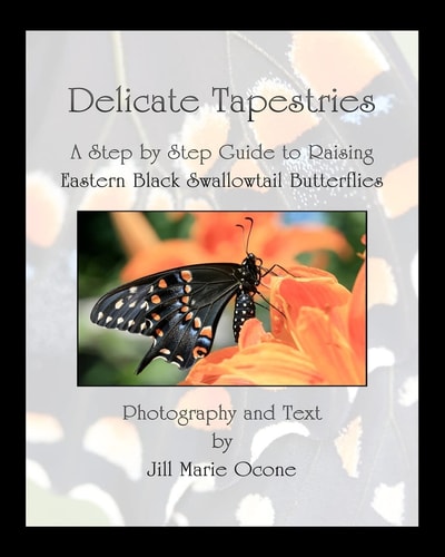 Delicate Tapestries A Step by Step Guide to Raising Eastern Black Swallowtail Butterflies