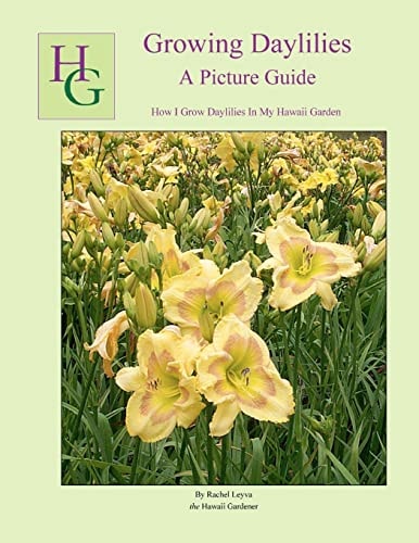 Growing Daylilies A Picture Guide How I Grow Daylilies In My Hawaii Garden