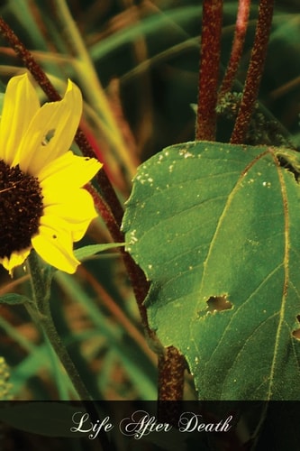 Life After Death Reason And Revelation On The Immorality Of The Soul