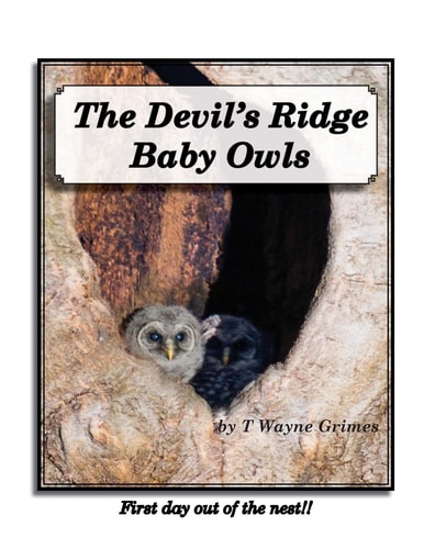 The Devil's Ridge Baby Owls First Day Out of the Nest!