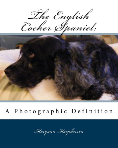 English Cocker Spaniel A Photographic Definition