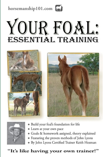 Your Foal Essential Training