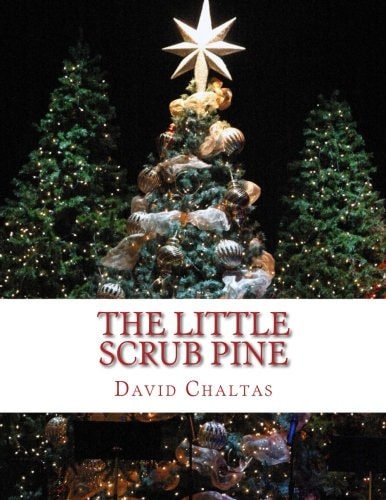 The Little Scrub Pine
