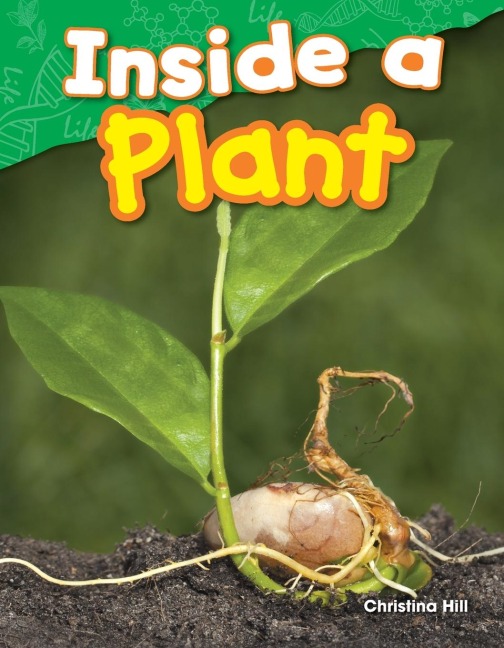 Inside a Plant