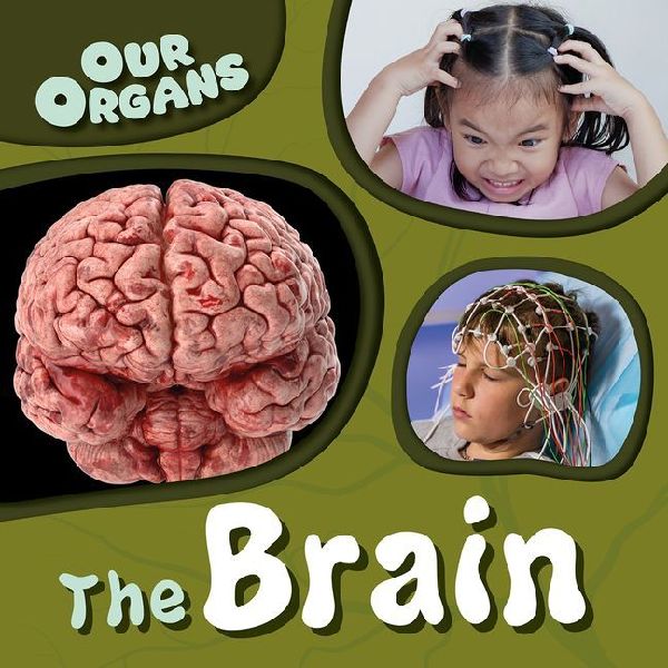 The Brain