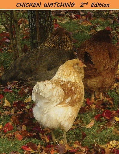 Chicken Watching