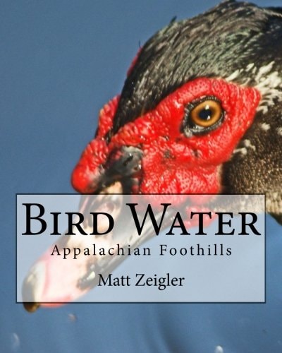 Bird Water Appalachian Foothills