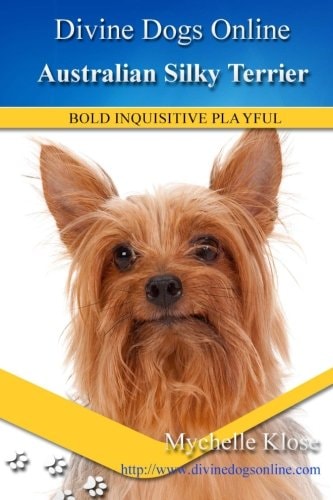 Australian Silky Terrier Divine Dogs Online