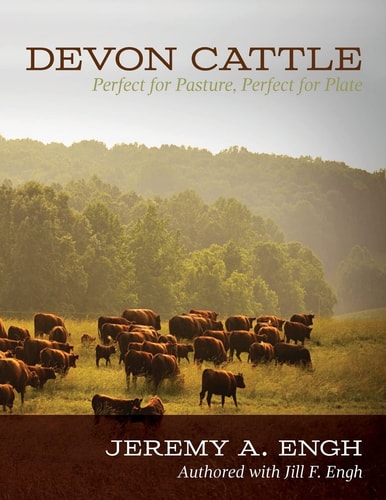 Devon Cattle Perfect for Pasture, Perfect for Plate