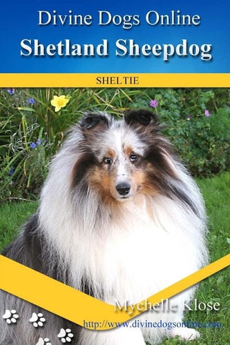 Shetland Sheepdogs Divine Dogs Online