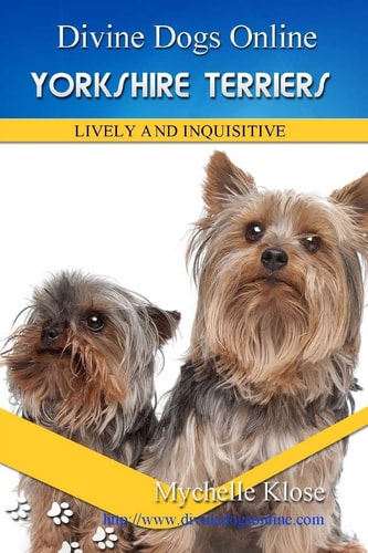 Yorkshire Terriers Divine Dogs Online