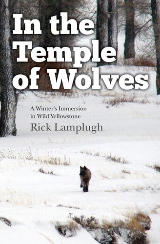 In the Temple of Wolves A Winter's Immersion in Wild Yellowstone