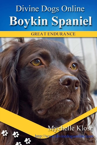 Boykin Spaniels Divine Dogs Online