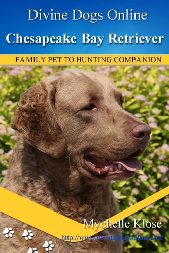 Chesapeake Bay Retrievers Divine Dogs Online