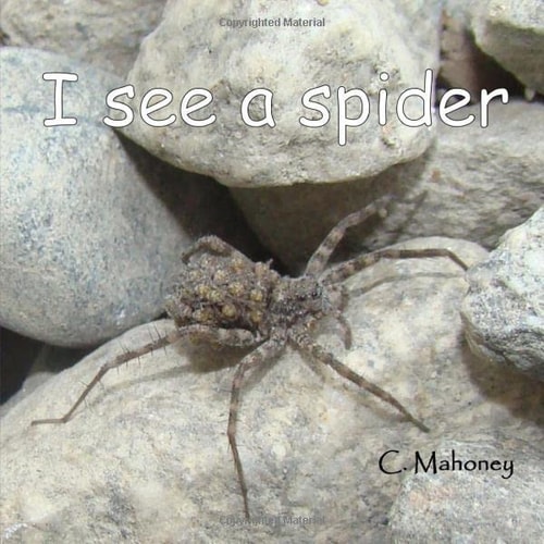 I See a Spider At Bonita Falls in Lyttle Creek