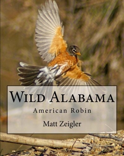 Wild Alabama American Robin