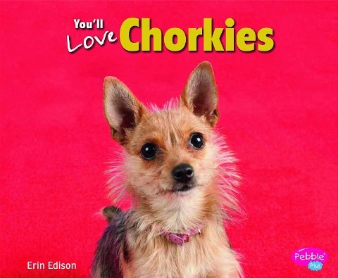 Youll Love Chorkies
