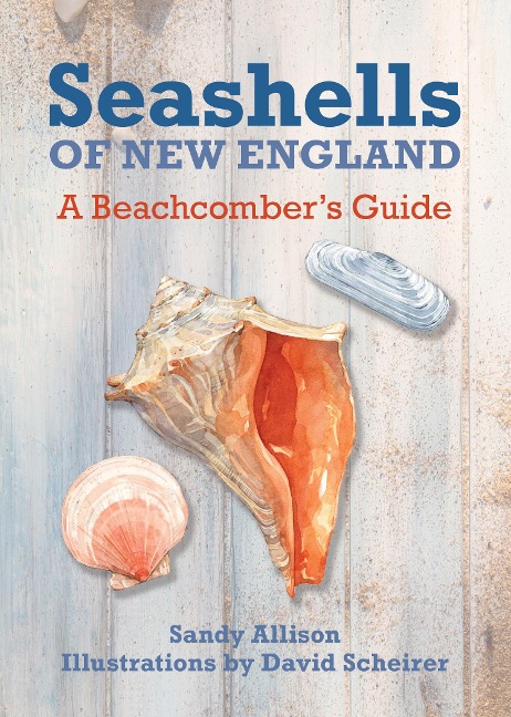Seashells of New England: A Beachcombers Guide