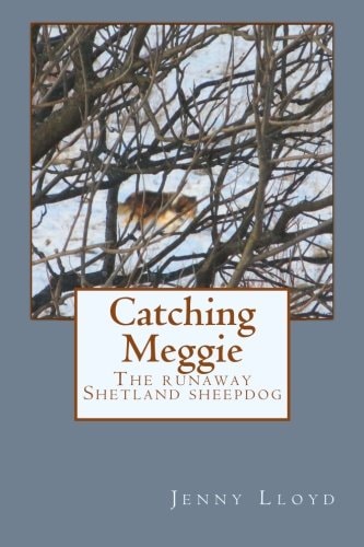 Catching Meggie the Runaway Shetland Sheepdog