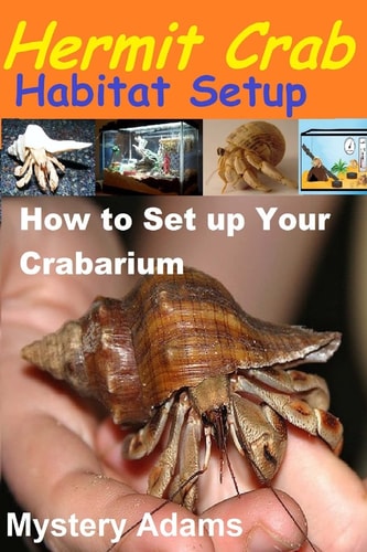 Hermit Crab Habitat Setup Hermit Crab Care and Habitat Set-Up