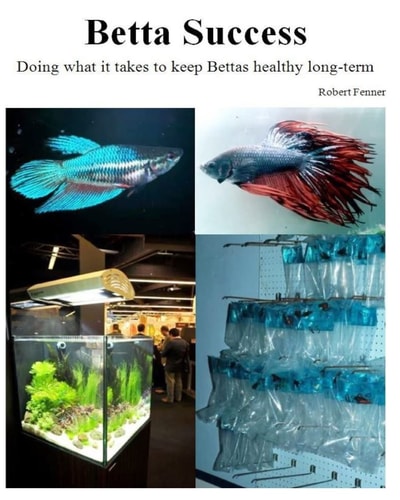 Betta Success Doing What It Takes to Keep Bettas Healthy Long-Term