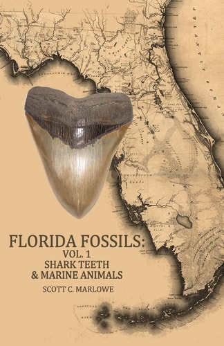 Florida Fossils Shark Teeth and Marine Animals