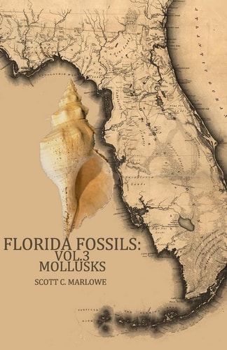 Florida Fossils Mollusks