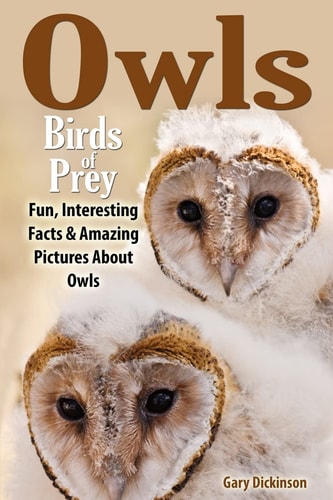 Owls Birds Of Prey