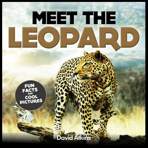 Meet the Leopard Fun Facts and Cool Pictures