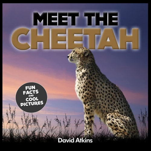 Meet the Cheetah Fun Facts and Cool Pictures
