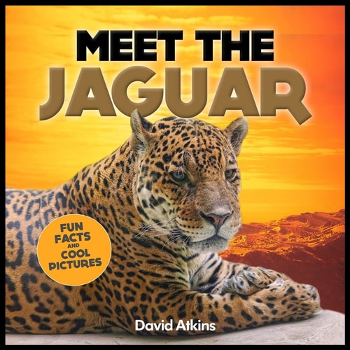 Meet The Jaguar Fun Facts & Cool Pictures