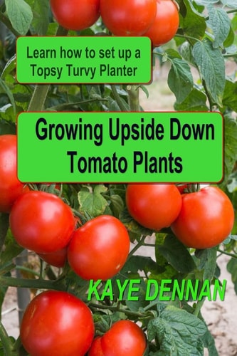 Growing Upside Down Tomato Plants Learn How to Set Up a Topsy Turvy Planter