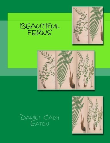 Beautiful Ferns
