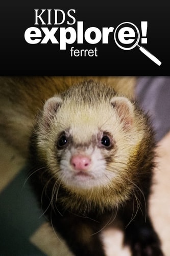 Ferret - Kids Explore Animal Books Nonfiction - Books Ages 5-6