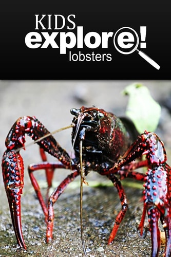 Lobster - Kids Explore Animal Books Nonfiction - Books Ages 5-6