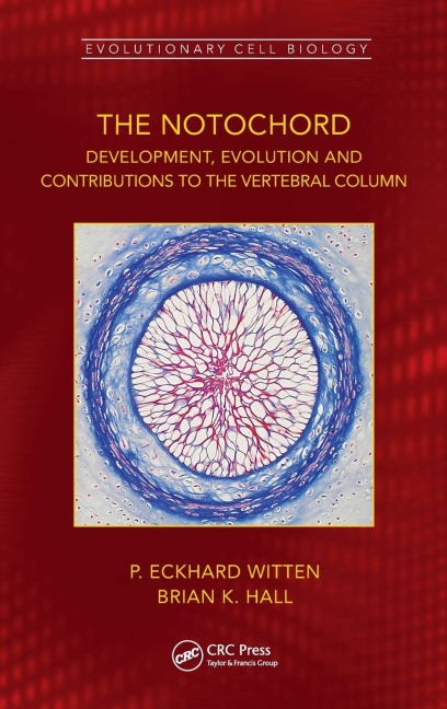 The Notochord: Development, Evolution and contributions to the vertebral column