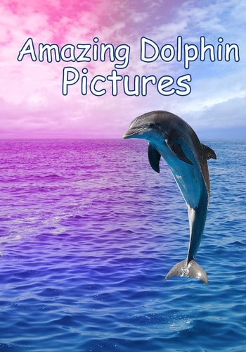 Amazing Dolphin Pictures 100 Photos of Dolphins