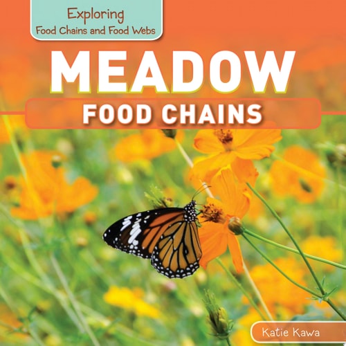 Meadow Food Chains