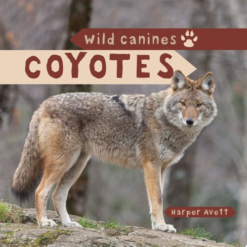 Coyotes