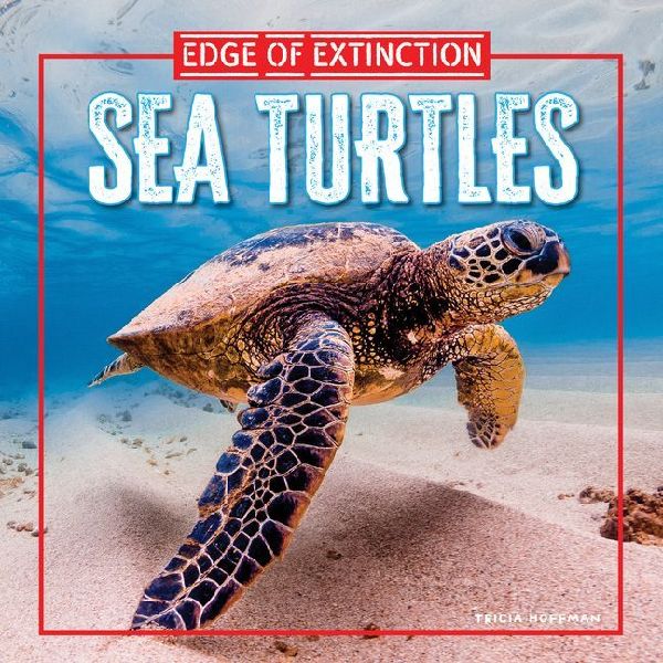 Sea Turtles